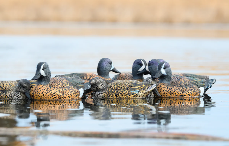RigEm Right Mainline Bluewing Teal Decoys 12 Pack
