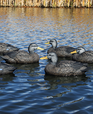 DOA Refuge Black Duck Decoys