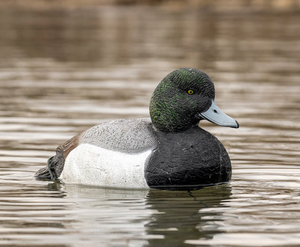 Tanglefree Flight Series Bluebill Duck Decoys