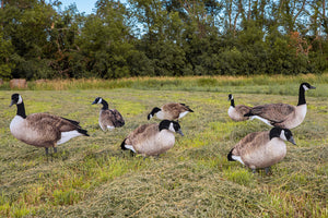 Big Als X14 Bulk Pack Canada Goose Silhouette Decoys