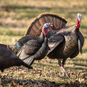 Dave Smith Decoys Posturing Jake Turkey Decoy