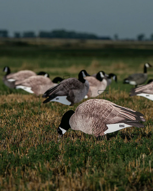 Greenhead Gear Pro Grade Canada Goose Silhouette Decoys