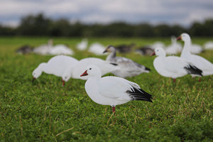 Big Al's Decoys X14 Snow Goose Silhouette Pack