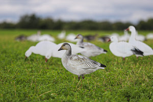 Big Al's Decoys X14 Snow Goose Silhouette Pack