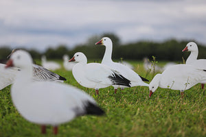 Big Al's Decoys X14 Snow Goose Silhouette Pack