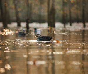 Tanglefree Flight Series Flocked Black Duck Decoys