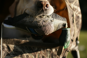 Tanglefree Dead Bird Mallard Bumper