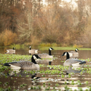 DSD Maximas Floater Goose Decoys 4-Pack