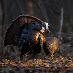 Dave Smith Decoys Feeding Turkey Hen
