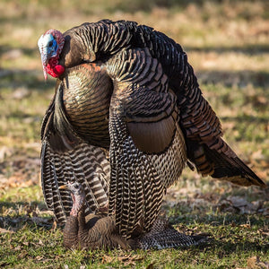 Dave Smith Decoys Mating Turkey Hen