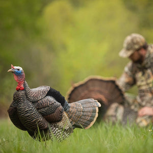 Dave Smith Decoys Posturing Jake Turkey Decoy