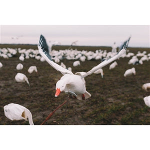 Higdon Outdoors The Clone Snow Goose