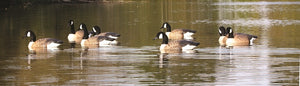 Higdon Full Size Canada Goose Floater Decoys