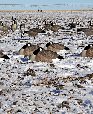 DOA Canada Goose Sleeper Shell Decoys