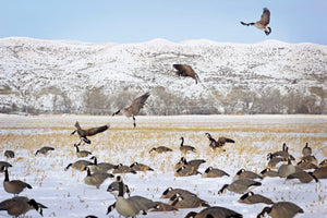 DOA Canada Goose Sleeper Shell Decoys