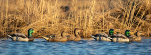 Dakota Xtreme One Piece Mallard Decoys