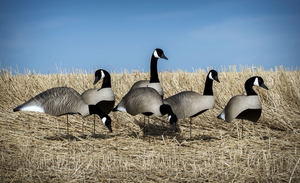 Higdon Alpha Wobbler Goose Decoys