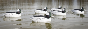 Higdon Standard Bufflehead Decoys Foam Filled