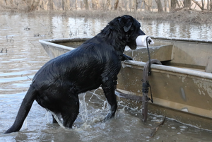 Momarsh Dog Ramp Stand