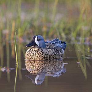 Heyday Lifetime Hydrofoam Blue Wing Teal Decoys