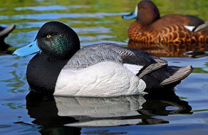 Dakota Xtreme Bluebill Decoys