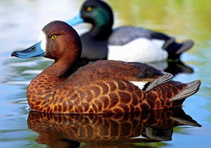Dakota Xtreme Bluebill Decoys