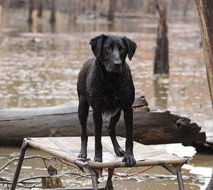 Momarsh Final Dog Stand