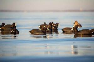 Avian-X Coot Decoys
