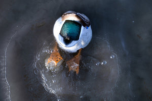 Avian-X Power Butt Kicker Mallard Drake Decoy