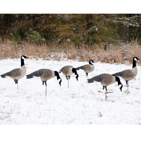 Higdon Apex Canada Goose Decoys Variety Pack