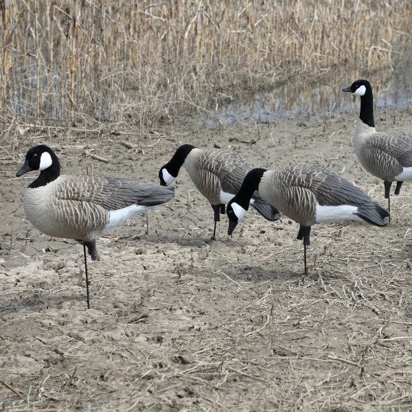 Higdon Apex Canada Goose Decoys Variety Pack
