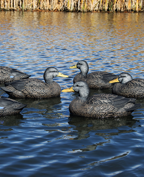 DOA Refuge Black Duck Decoys