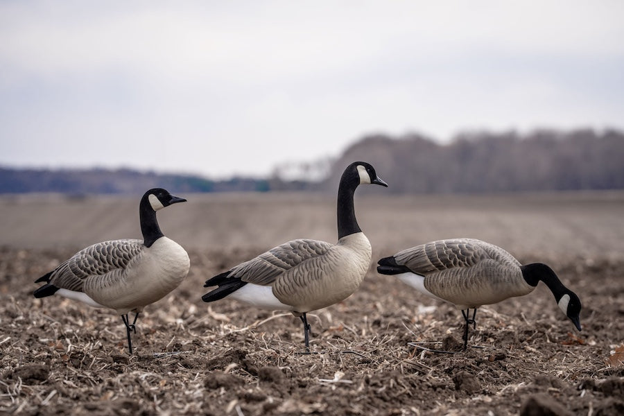 DOA Rogue Series Goose Decoys