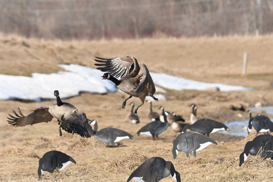 Real-Geese Shadow Series Variety Pack Goose Silhouettes