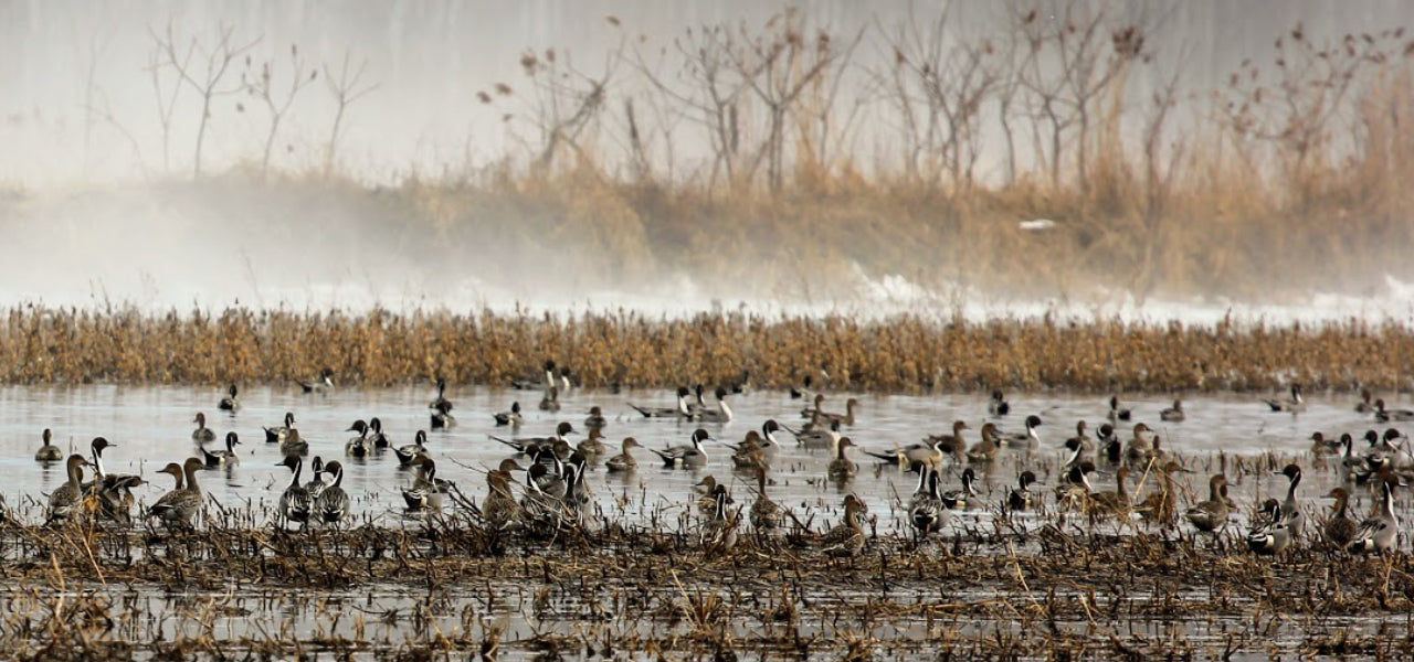 Canadian Waterfowl Supplies Decoys And Gear For Marsh And Field