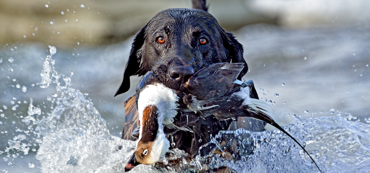 Canadian Waterfowl Supplies Decoys And Gear For Marsh And Field