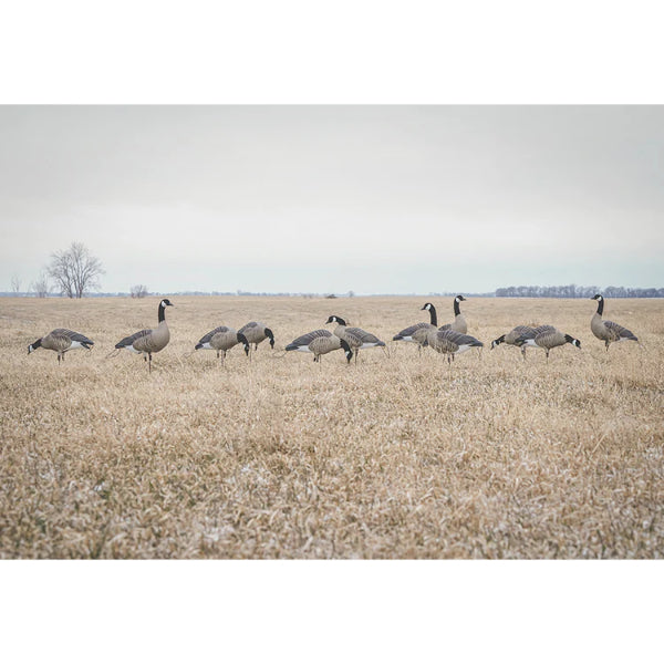 Greenhead Gear Pro Flex Full Body Canada Goose Decoys 12 Pack