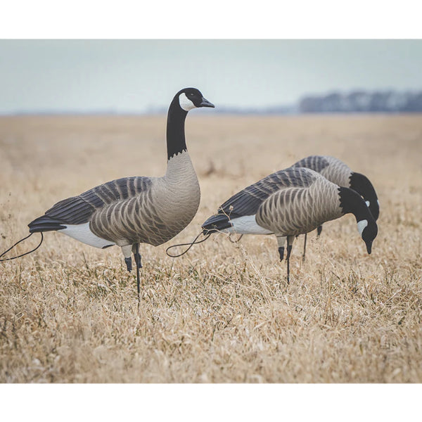 Greenhead Gear Pro Flex Full Body Canada Goose Decoys 12 Pack