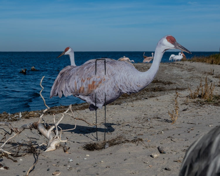 Real-Geese Gen 3 Sandhill Crane Decoys