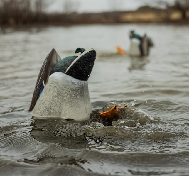 Avian X Power Butt Kicker Drake And Hen Mallard Combo