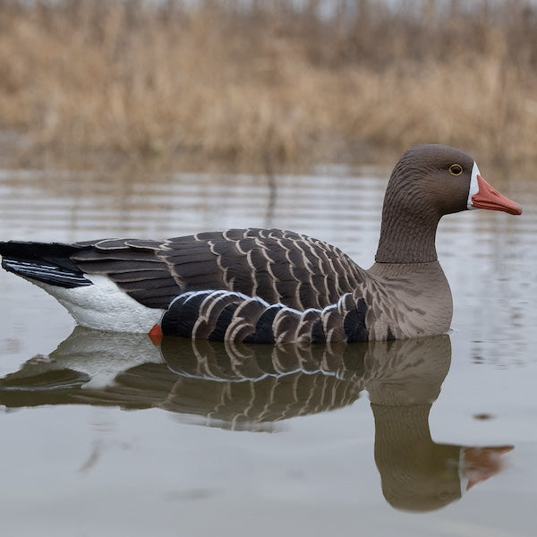 Avian X Topflight Specklebelly Goose Floater Decoys