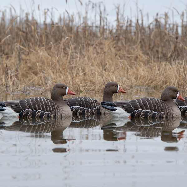 Avian X Topflight Specklebelly Goose Floater Decoys
