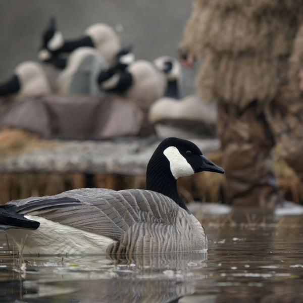 DSD Maximas Floater Goose Decoys 4Pack Canadian Waterfowl Supplies
