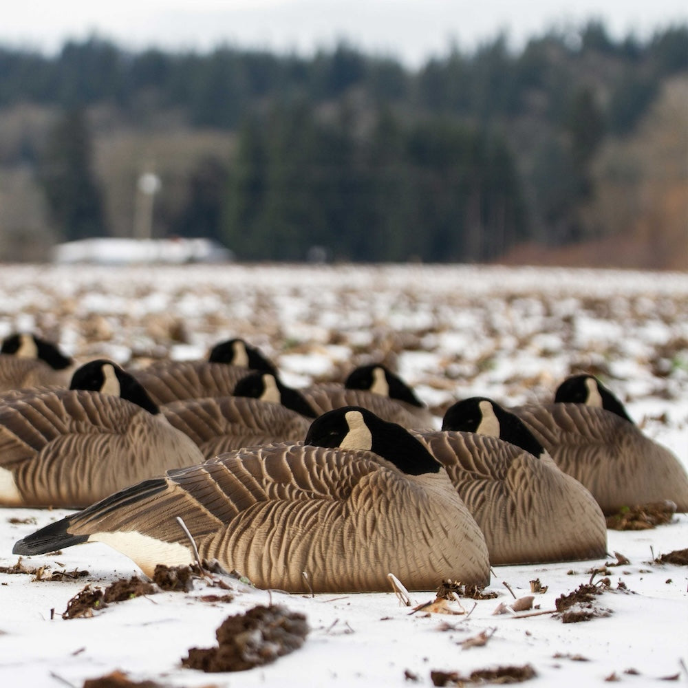 DSD Maximas Sleeper Shell Goose Decoys 6-Pack
