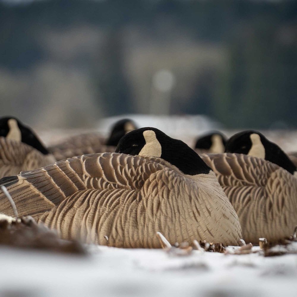 DSD Maximas Sleeper Shell Goose Decoys 6-Pack