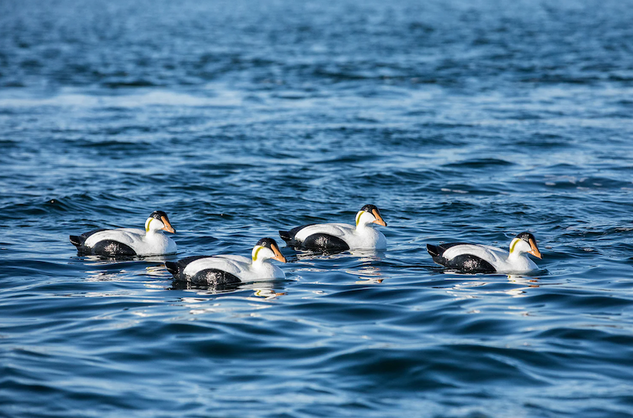 Tanglefree Migration Edition Eider Decoys Foam Filled