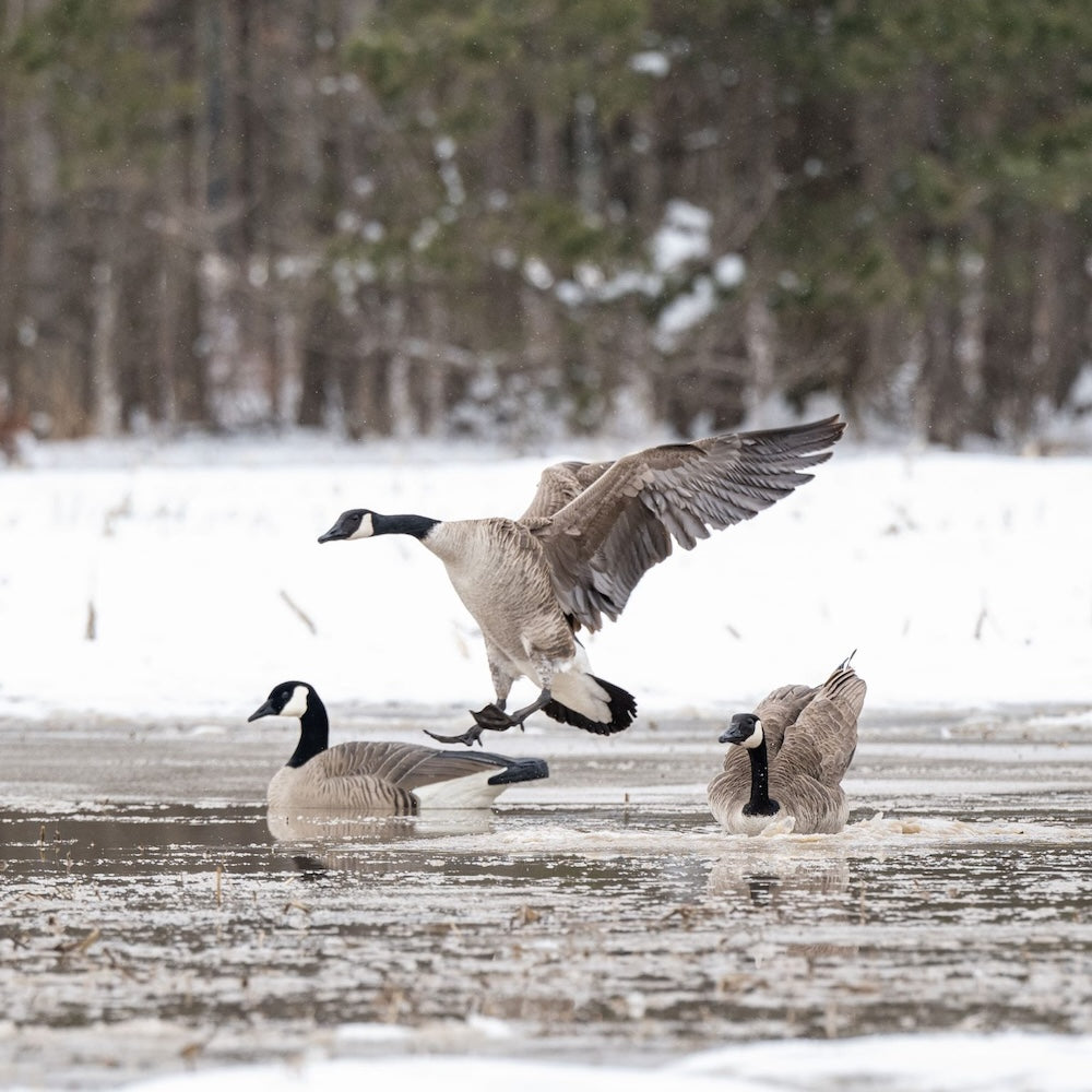 DSD Maximas Floater Goose Decoys 4-Pack