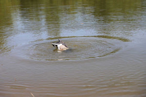 Mojo Outdoors Mallard Machine Decoy