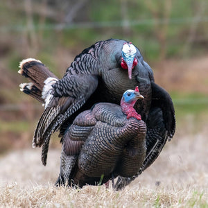 Dave Smith Decoys 3/4 Strut Jake