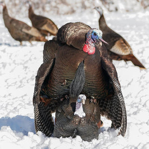 Dave Smith Decoys 3/4 Strut Jake White Faced